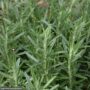 Rosemary – Gorizia – #1 Container